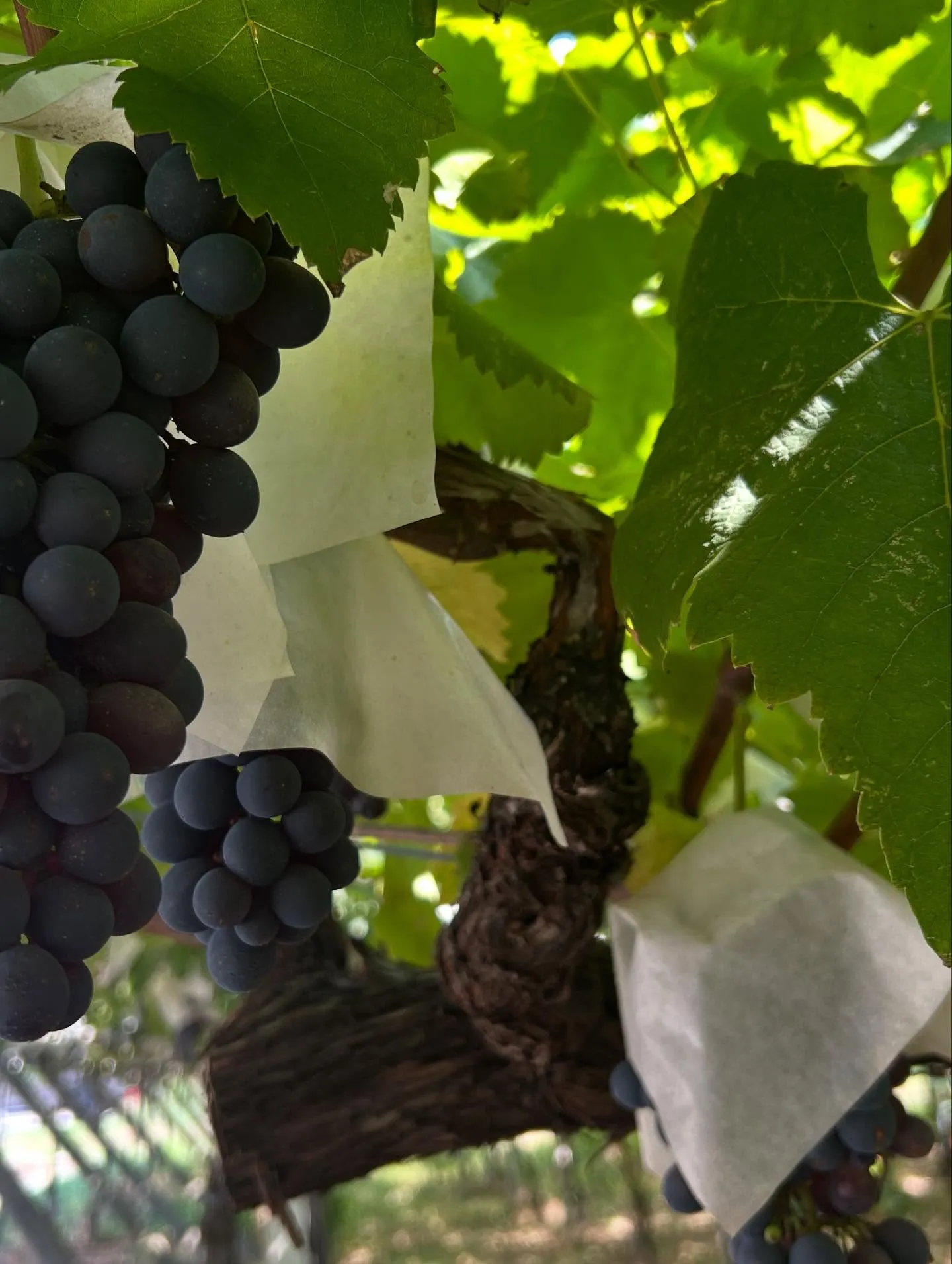 🍇山梨ルミエールワイナリー🍇