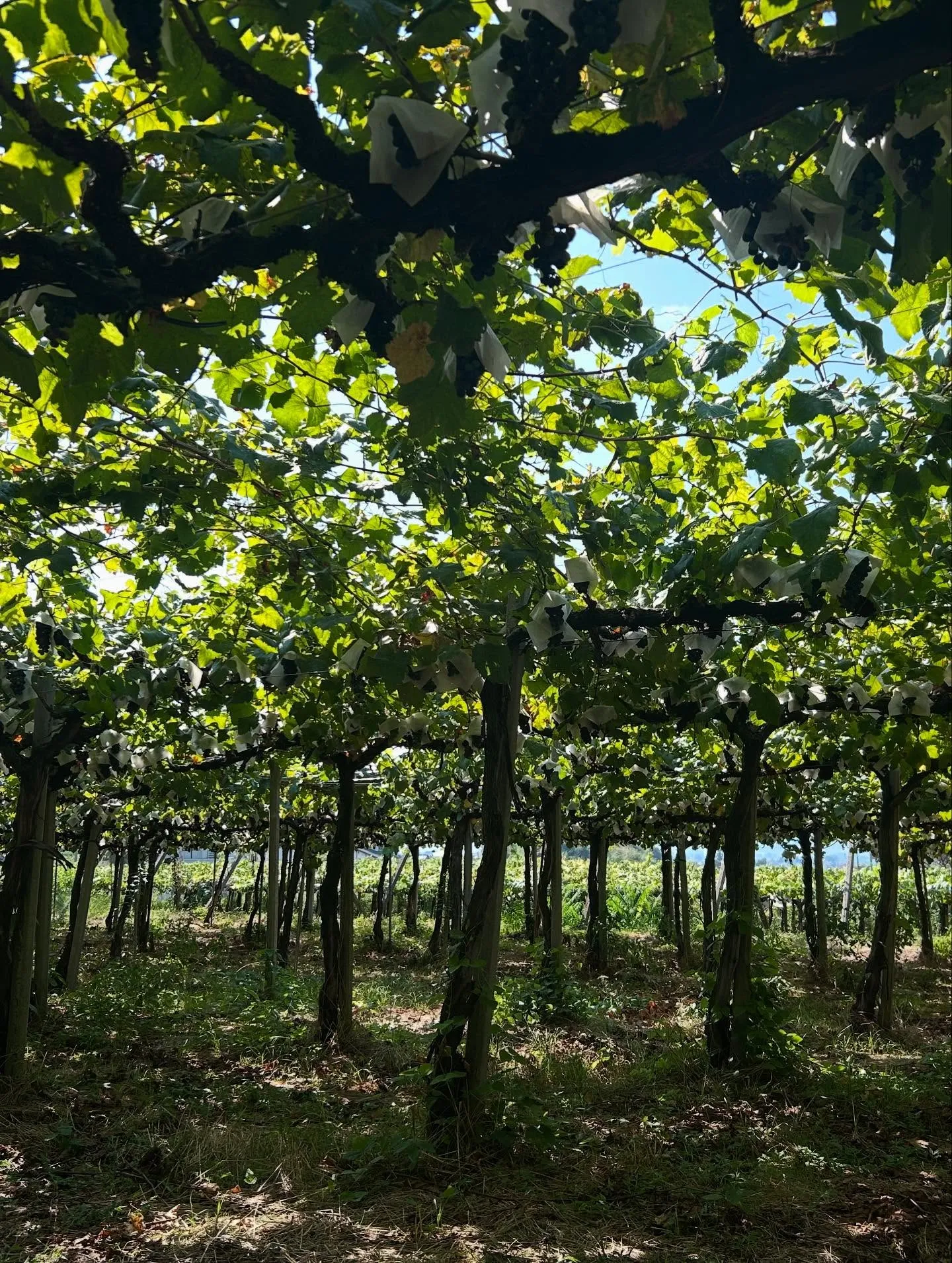 🍇山梨ルミエールワイナリー🍇