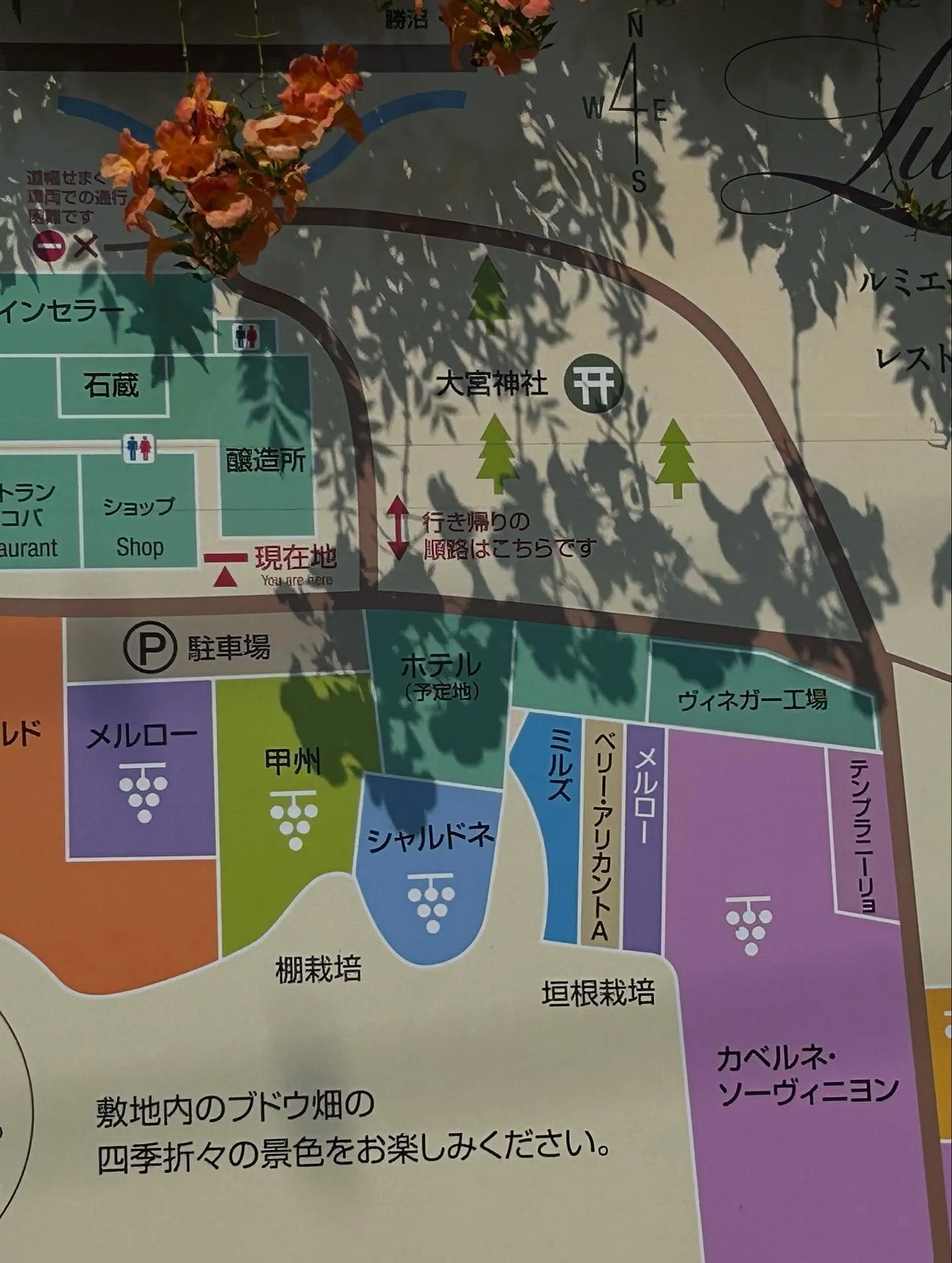 🍇山梨ルミエールワイナリー🍇