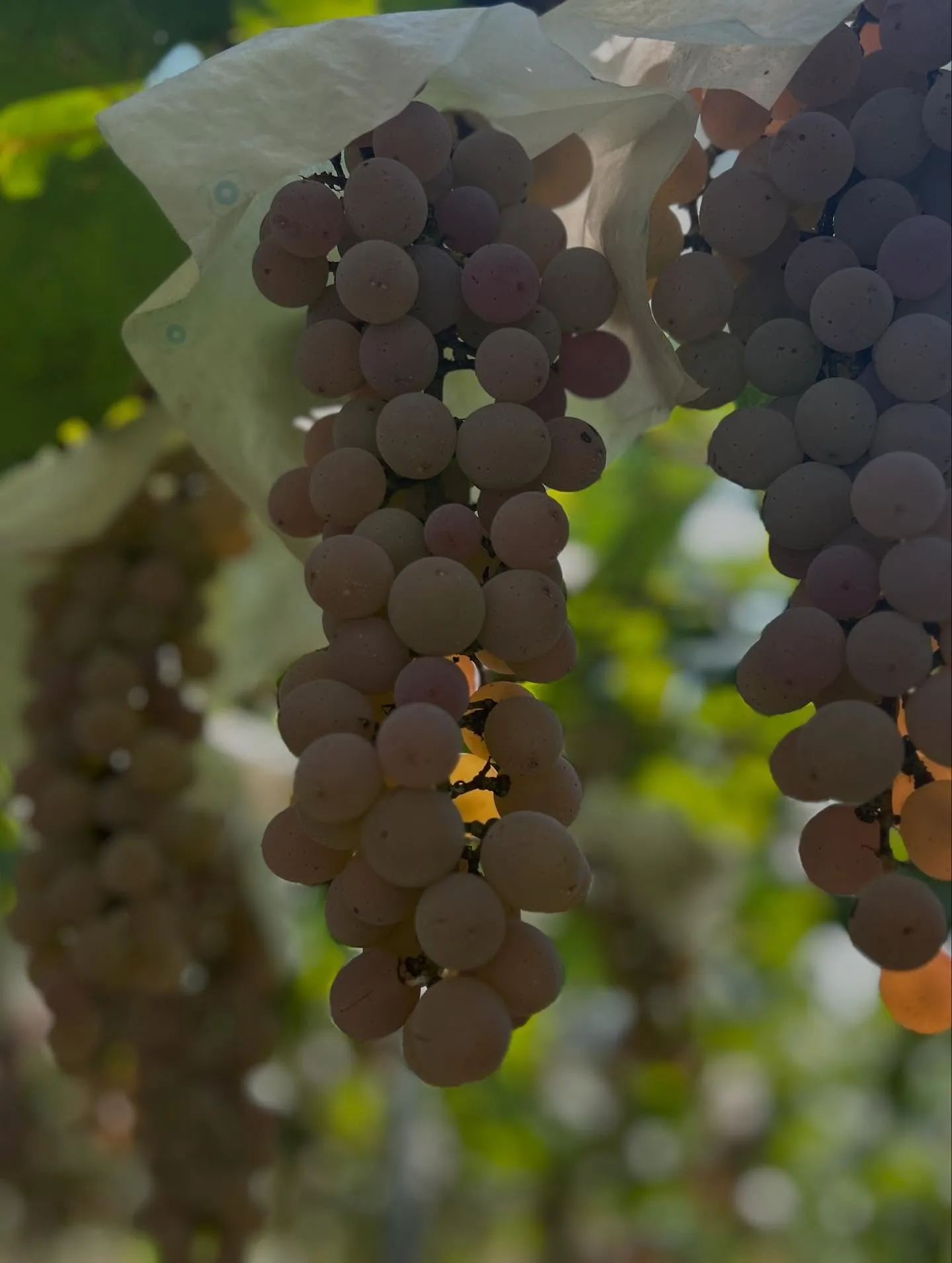 🍇山梨ルミエールワイナリー🍇